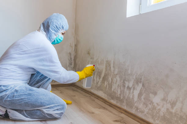 Licensed Mold Removal service in Edgewater, FL - WQB Mold Removal